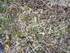 Sphagnum cristatum