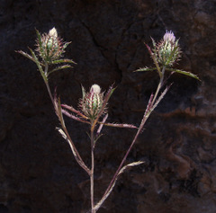 Atractylis cancellata