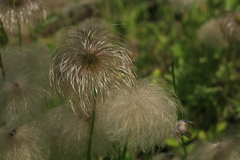 Pulsatilla dahurica