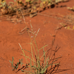 Digitaria hubbardii