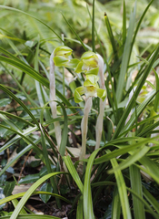 Cymbidium goeringii