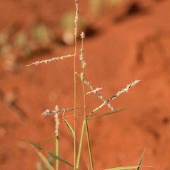 Digitaria hubbardii