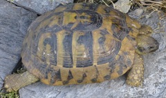 Testudo hermanni
