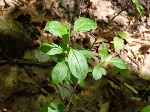 common buckthorn
