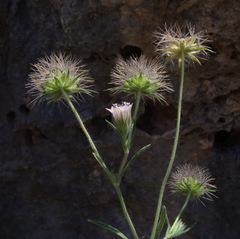 Pterocephalus plumosus