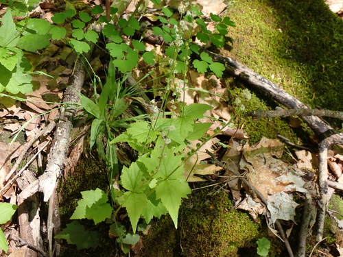 Twoleaf Miterwort