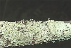 Flavoparmelia rutidota