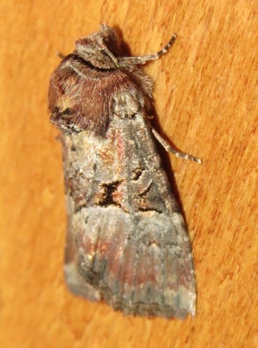 Rosy Minor