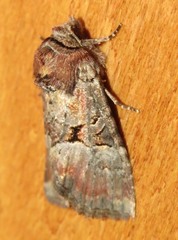Mesoligia literosa