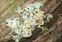 Hypogymnia subphysodes