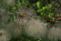 Pulsatilla dahurica