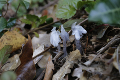 Monotropastrum humile