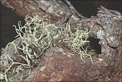 Usnea inermis