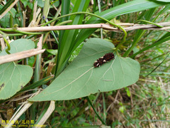 Byasa polyeuctes termessus