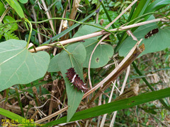 Byasa polyeuctes termessus
