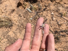 Androstephium breviflorum