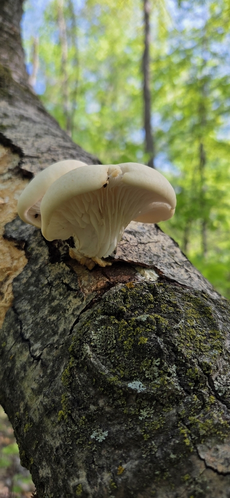 aspen oyster mushroom · May 2026 · photo: Photo: (c) WF_MI, some rights reserved (CC BY) · iNaturalist