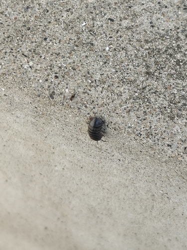 Common Pill Woodlouse