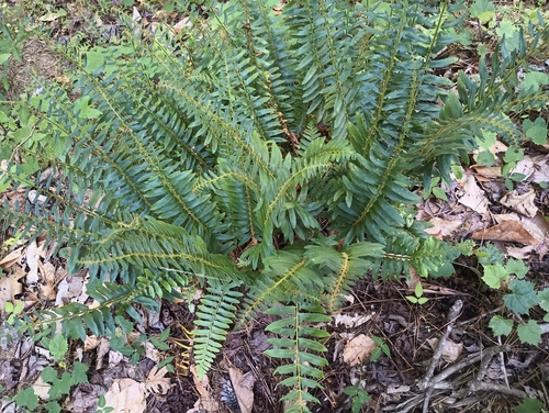 Christmas fern