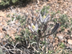Androstephium breviflorum