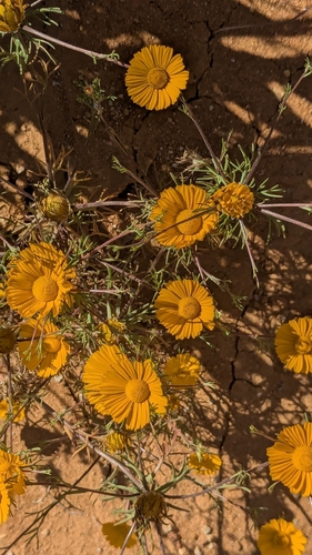 Palm Springs Daisy