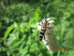 Leptura annularis