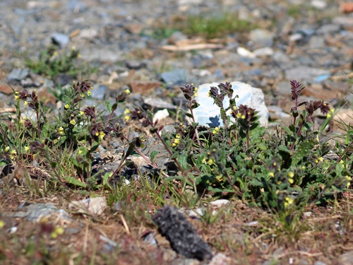 Nonea lutea iNat (1)