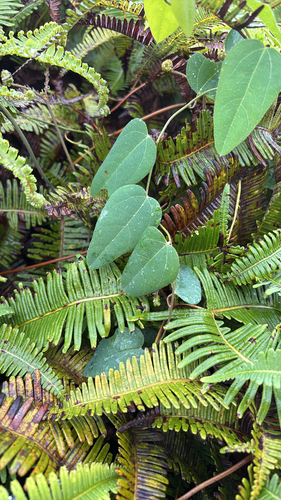 Cocculus orbiculatus observed 2026-05-18