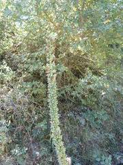 Digitalis ferruginea