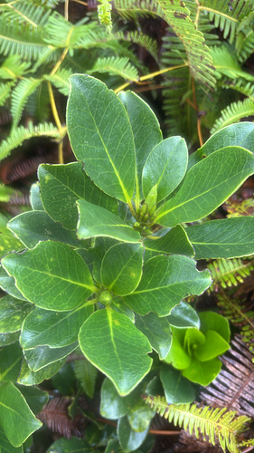Ilex anomala observed 2026-05-18