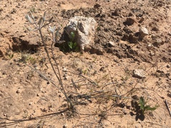 Androstephium breviflorum