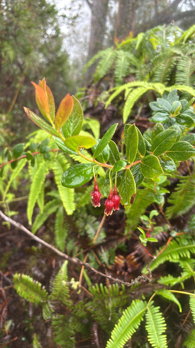 Vaccinium dentatum observed 2026-05-18