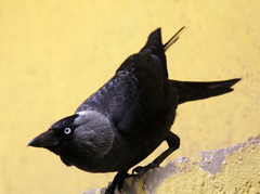 Corvus monedula