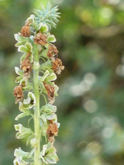 Digitalis ferruginea