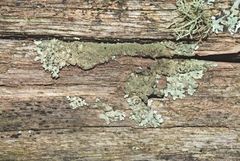 Austroparmelina conlabrosa