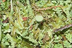 Cladonia humilis
