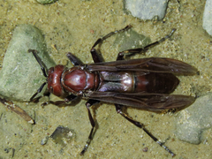 Gyrostoma