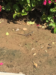 Sceloporus occidentalis