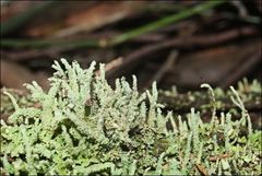 Cladonia rigida