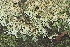 Hypogymnia subphysodes