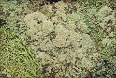 Neophyllis melacarpa