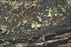 Thysanothecium scutellatum