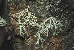 Usnea inermis