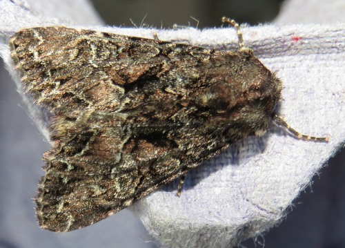 Dark Brocade
