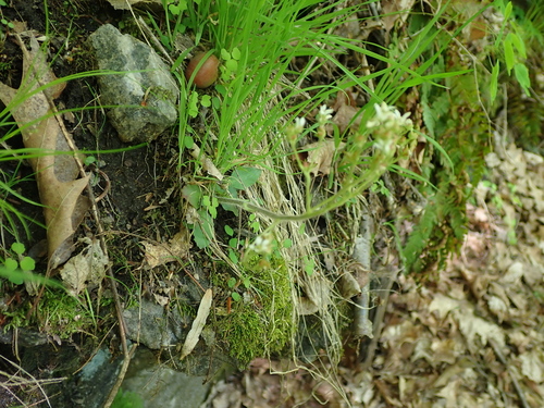 Virginia Saxifrage