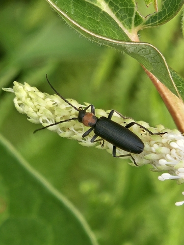 Oxycopis notoxoides