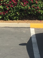 Sceloporus occidentalis