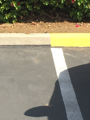 Sceloporus occidentalis