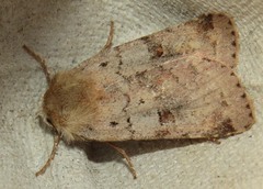 Diarsia mendica