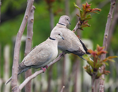 Streptopelia decaocto